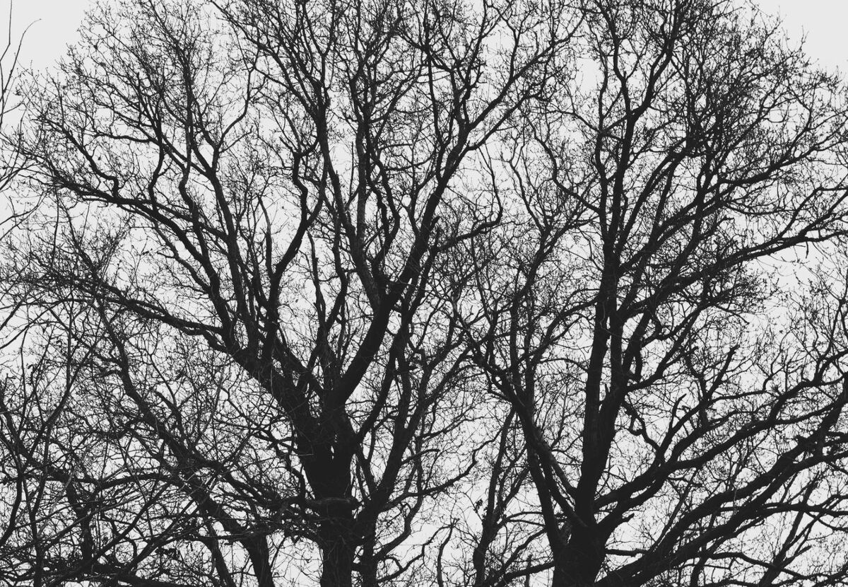 Skeleton Tree - Katharine Showell